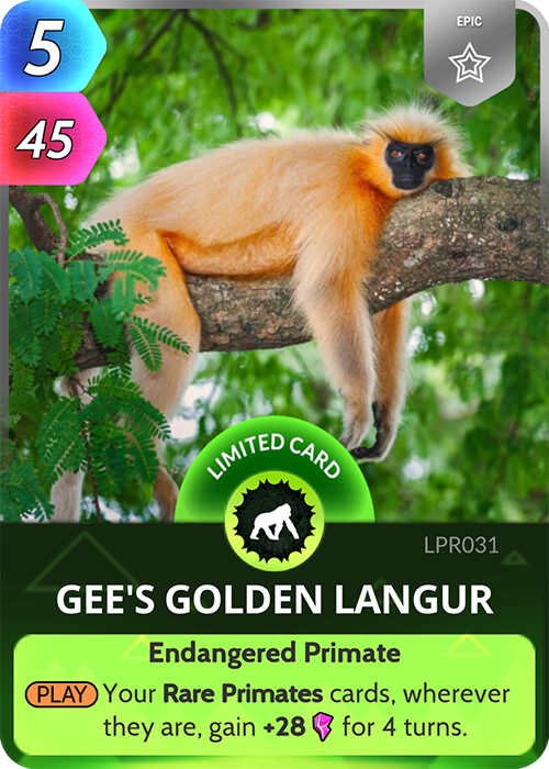 Gee's Golden Langur